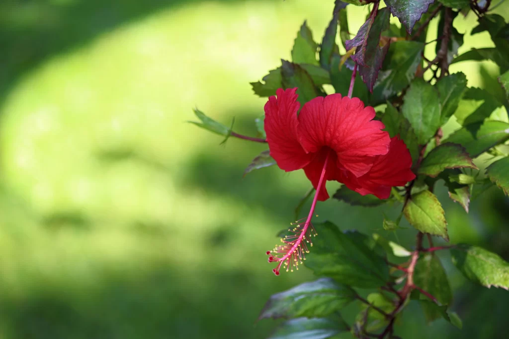 Red Hibiscus Petals Stamen Green warm Leaves