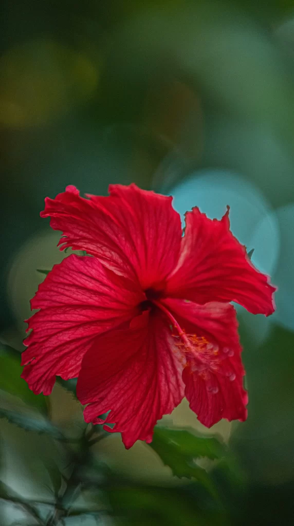 Red Hibiscus Petals Vivid Greenery