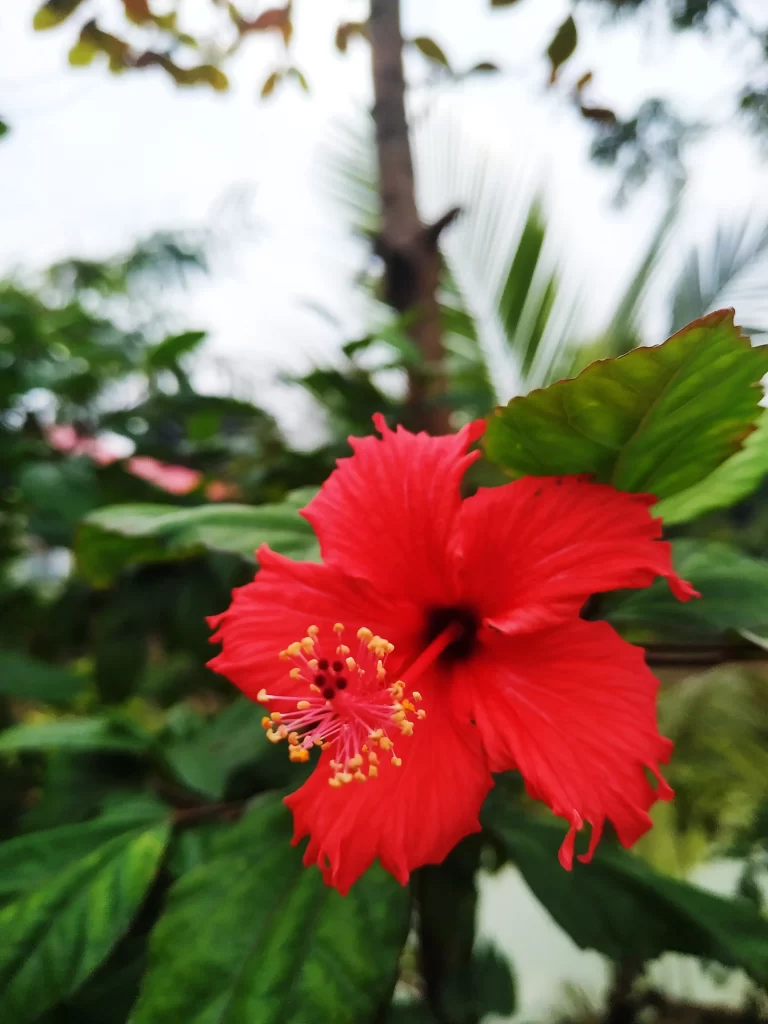 Red Hibiscus Petals Yellow Stamen Green gray Leaves