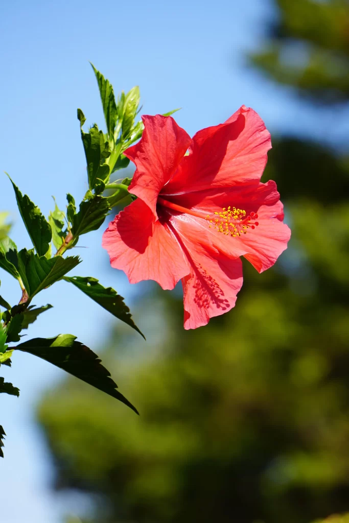 Red Hibiscus Petals Yellow Stamen Green gray Leaves