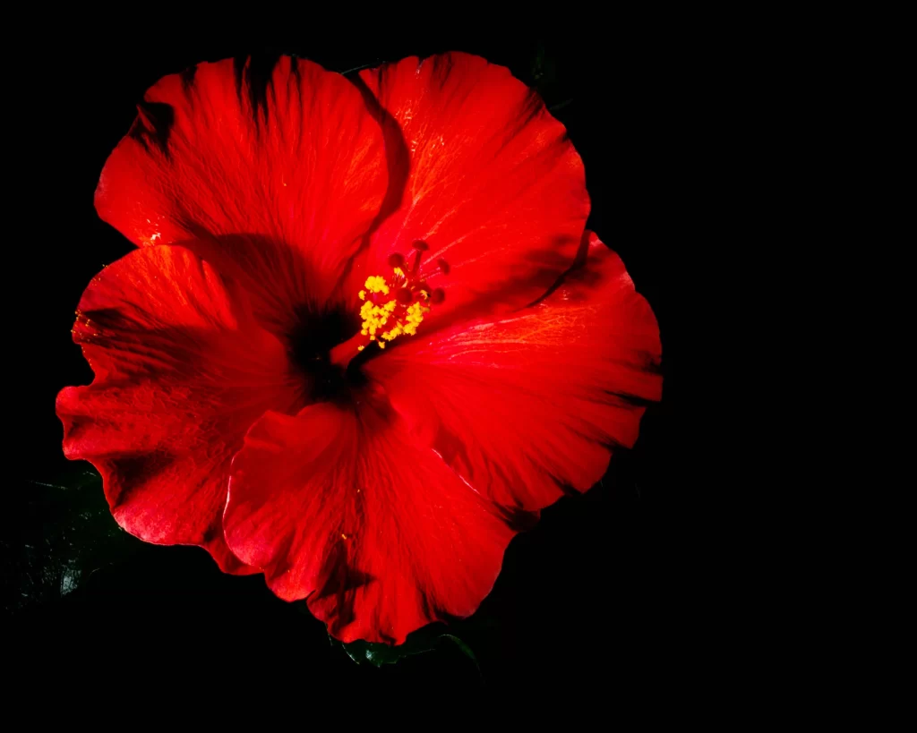 Red Hibiscus Petals Yellow Stamen Dark Background