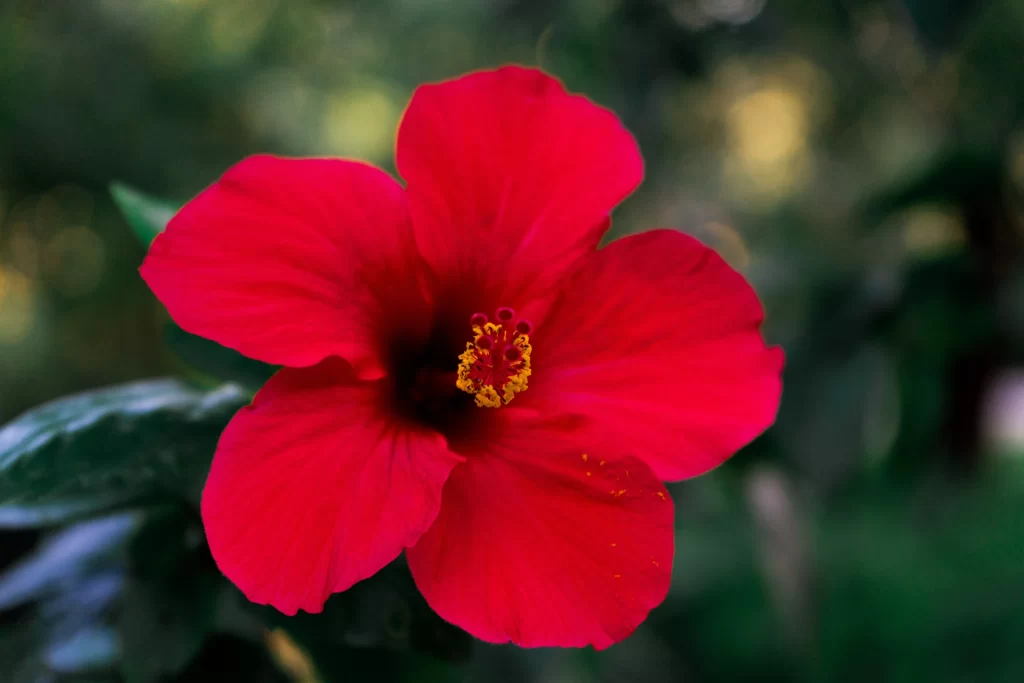 Red Hibiscus Petals Yellow Stamen