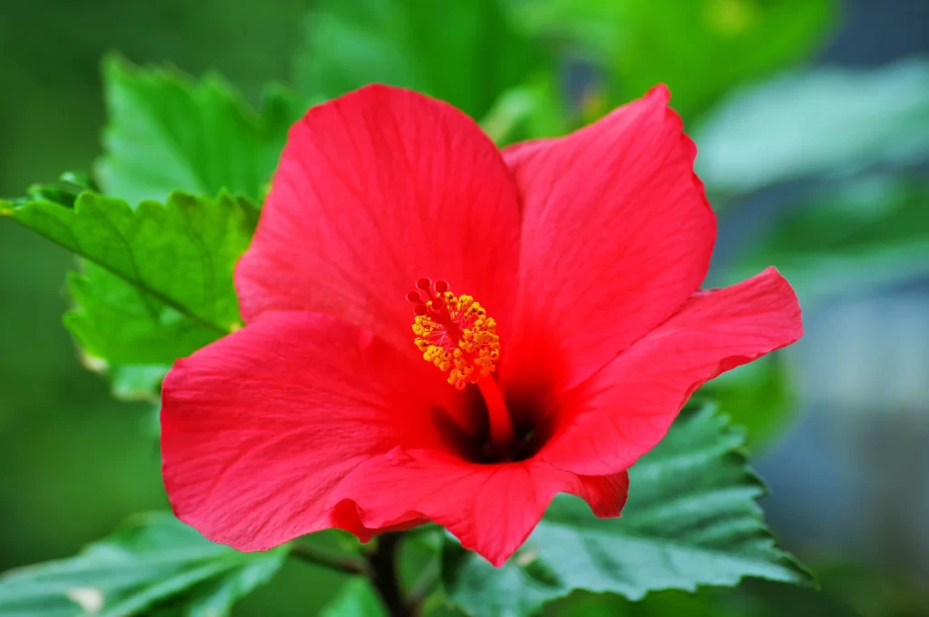Red Hibiscus Petals Yellow Stamen Green warm Leaves