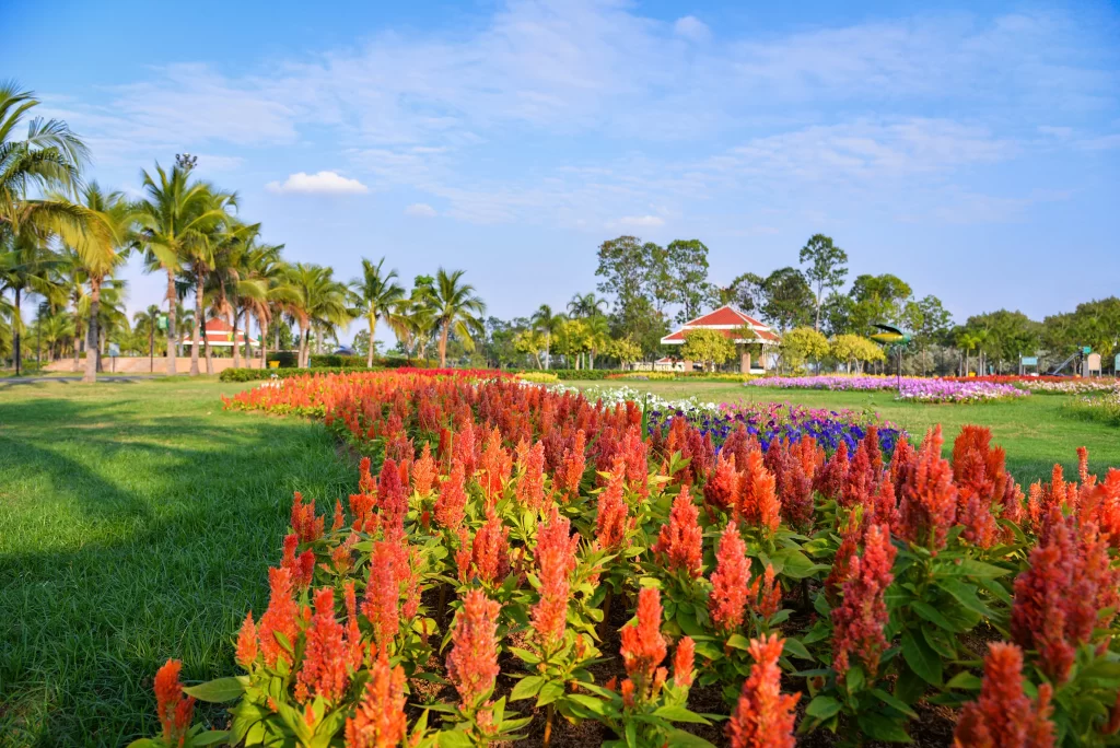 Red Hyacinth Spikes Green Leaves Lawn