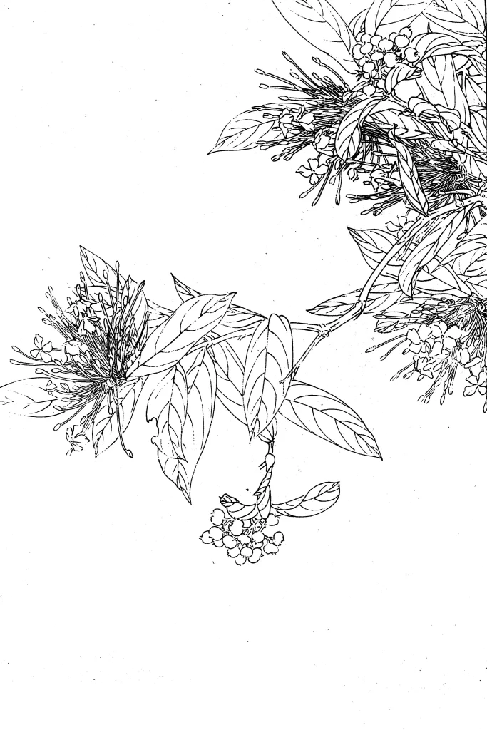 Red Lily Chinese Line Drawing Botanical Art