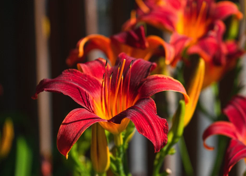 Red Lily Trumpet Shaped Blooms Petals Stamen