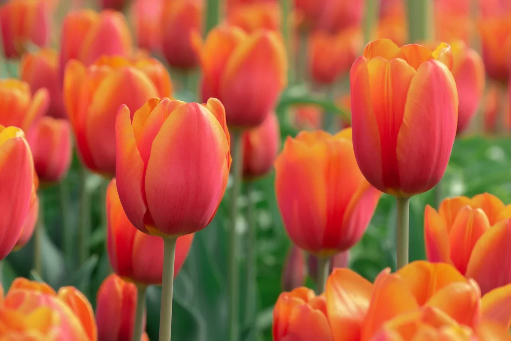 Red Orange Tulip Petals Stems Green