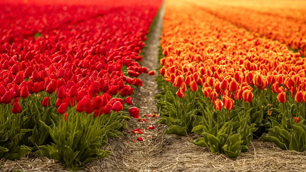 Red Orange Tulip Rows Petals Green Leaves