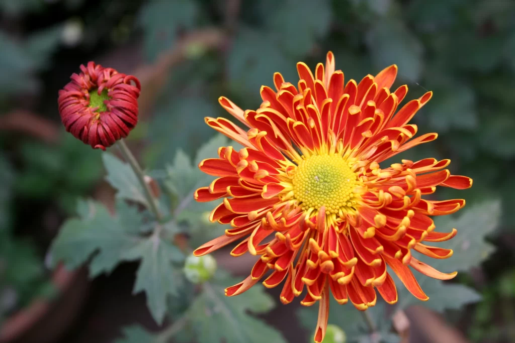 Red Orange Yellow Chrysanthemum Petals Blooming