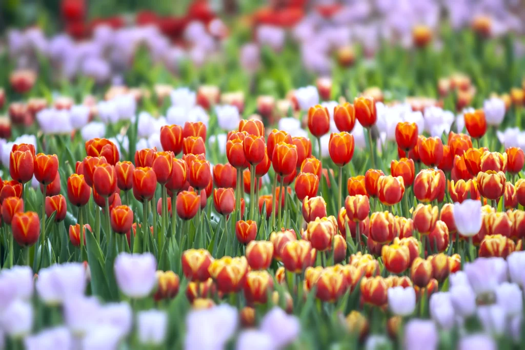Red Orange Yellow Tulip Petals Green Stems