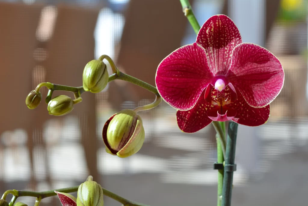 Red Orchid Blooming Petals Speckled Green Buds