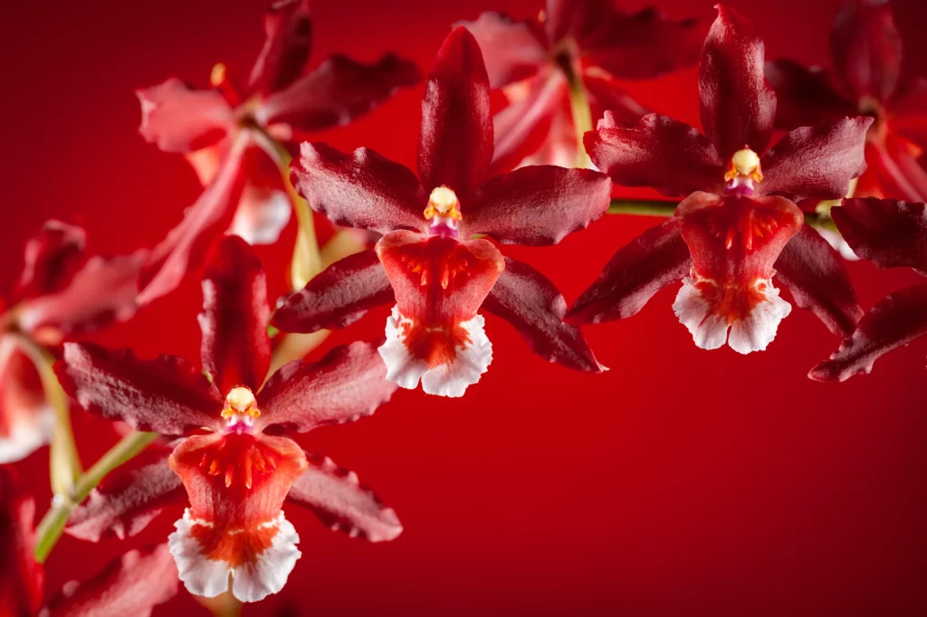 Red Orchid Petals Blooms Texture Contrast