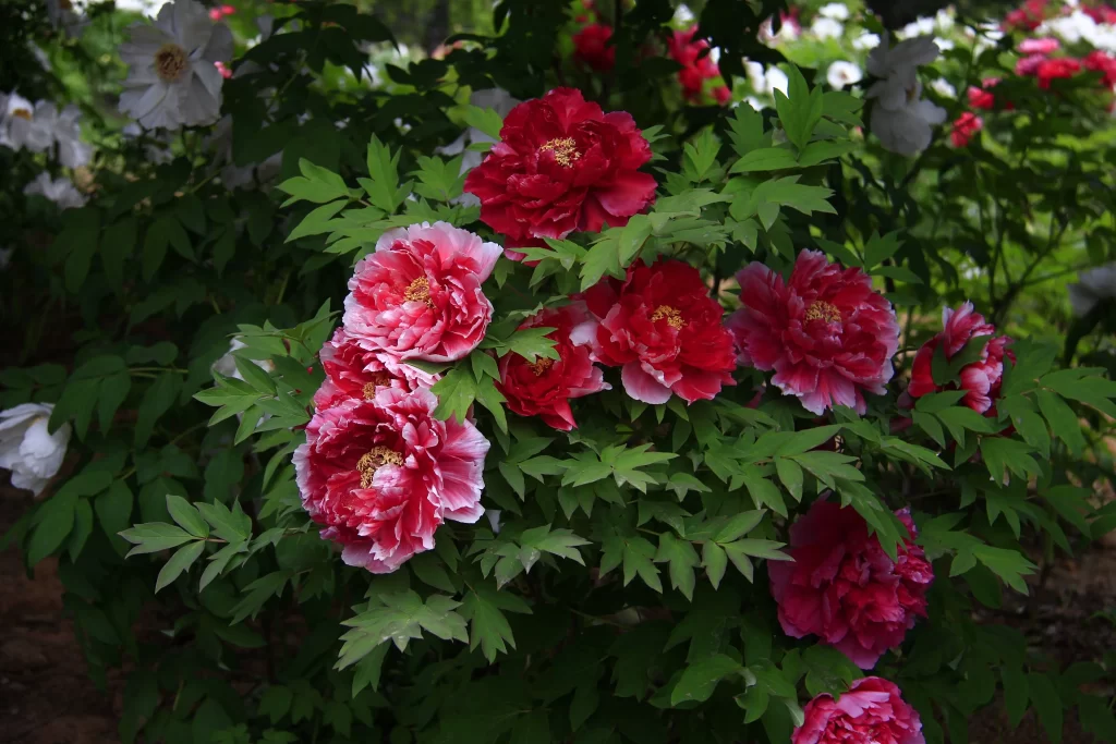 Red Peony Blooms Petals Green Leaves