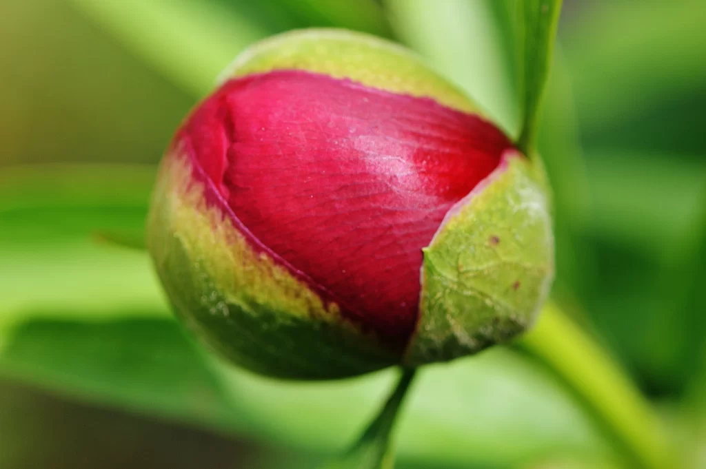 Red Peony Bud Petals Green Leaves