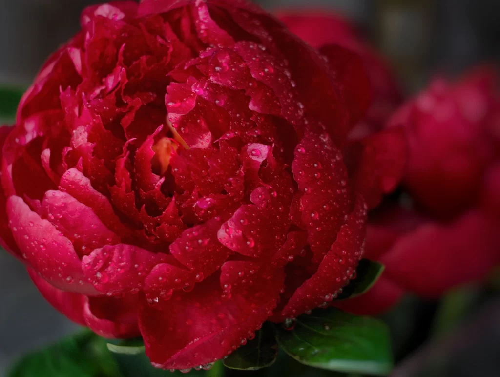 Red Peony Petals Dewdrops Vibrant Blooming