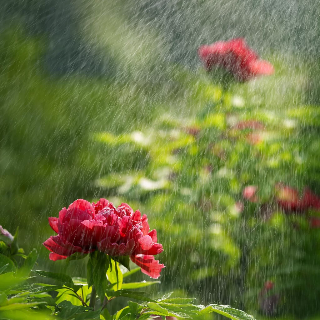 Red Peony Petals Dewdrops Raindrops Green Leaves