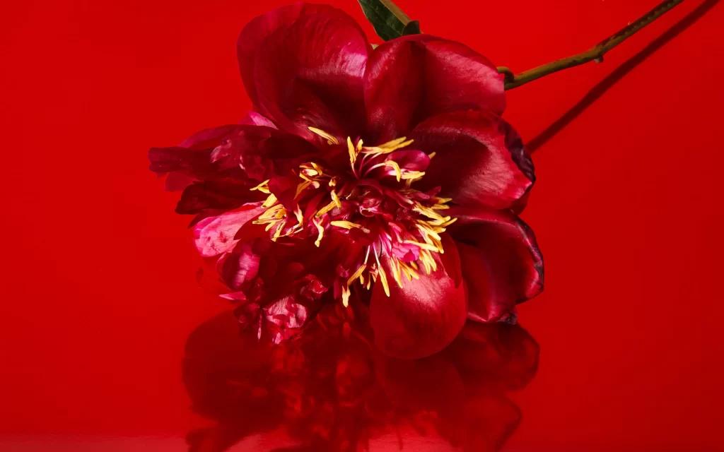 Red Peony Petals Yellow Stamen