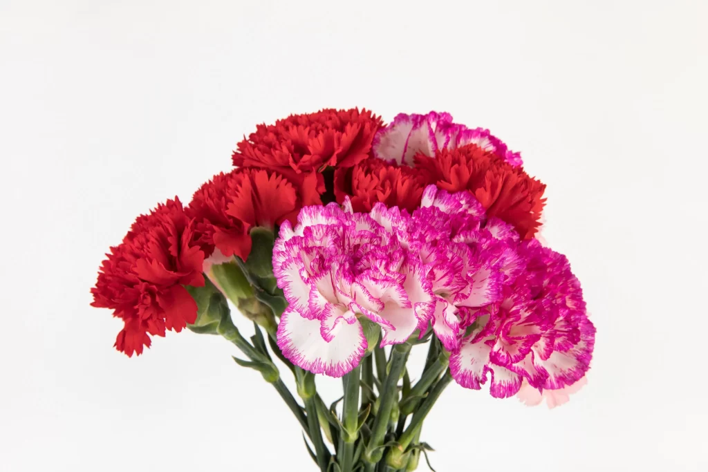 Red Pink White Carnation Ruffled Petals