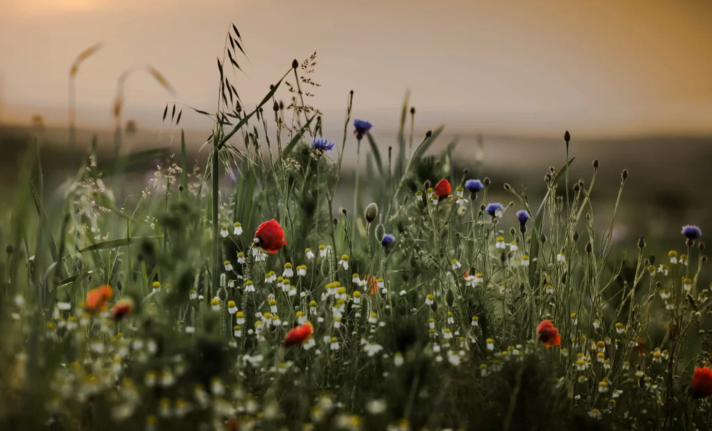 Red Poppy White Chamomile Blue Cornflower