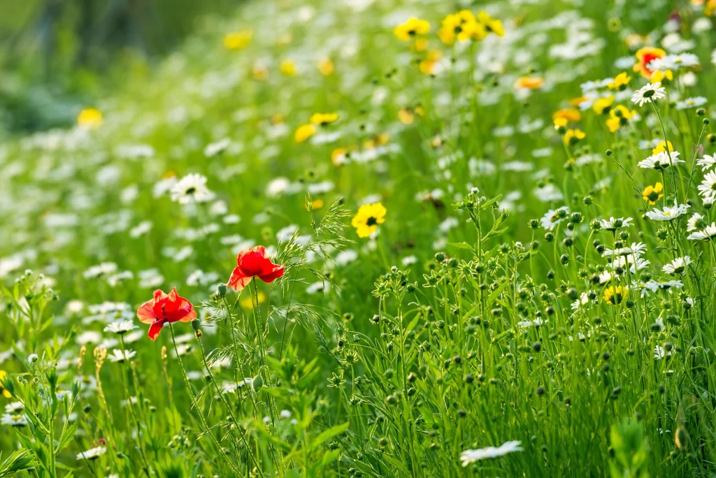 Red Poppy White Daisy Yellow Wildflower Green Grass