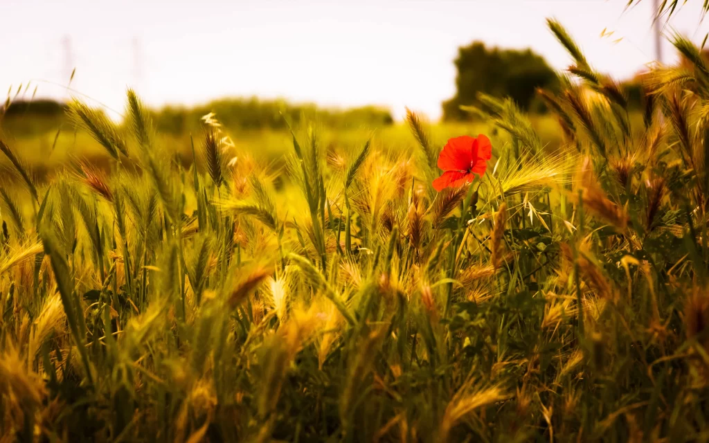 Red Poppy Yellow Wheat Green Grass