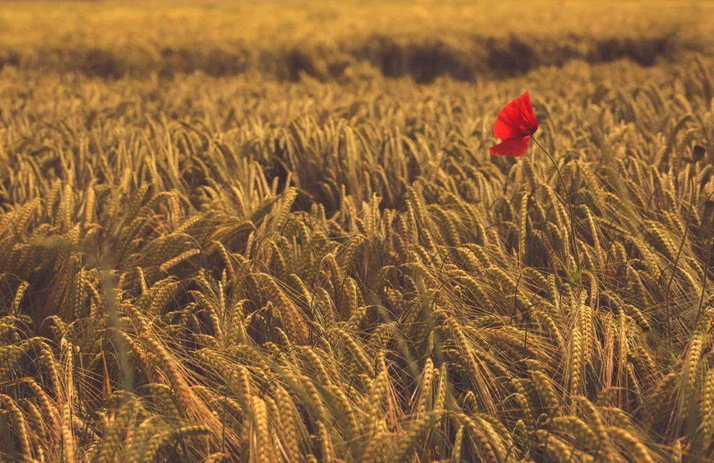 Red Poppy Yellow Wheat Green Stalks