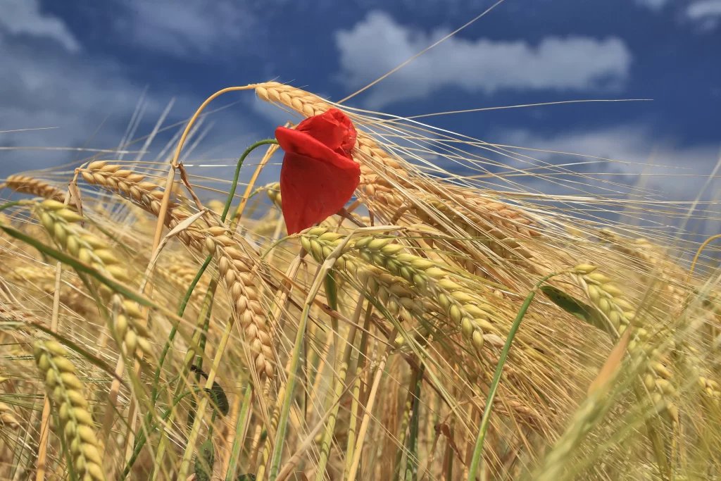 Red Poppy Yellow Wheat Green Stalk Blue Sky