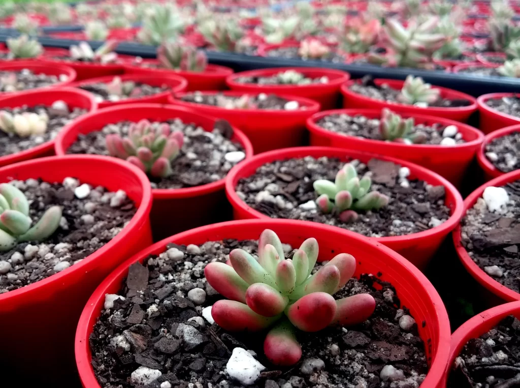 Red Pot Succulent Thick Leaves Green Red Macro