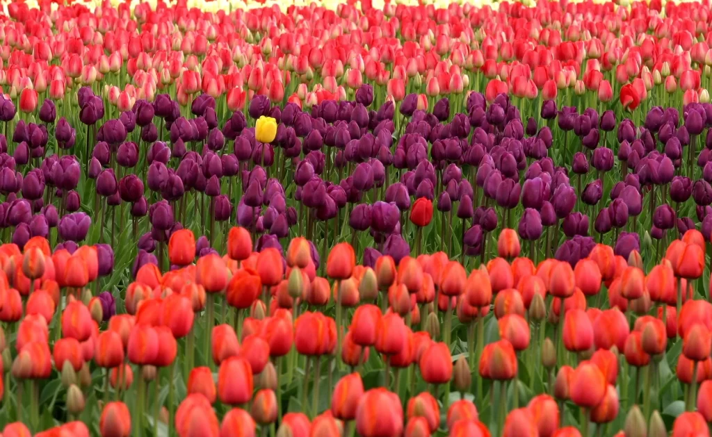 Red Purple Yellow Tulip Dense Rows
