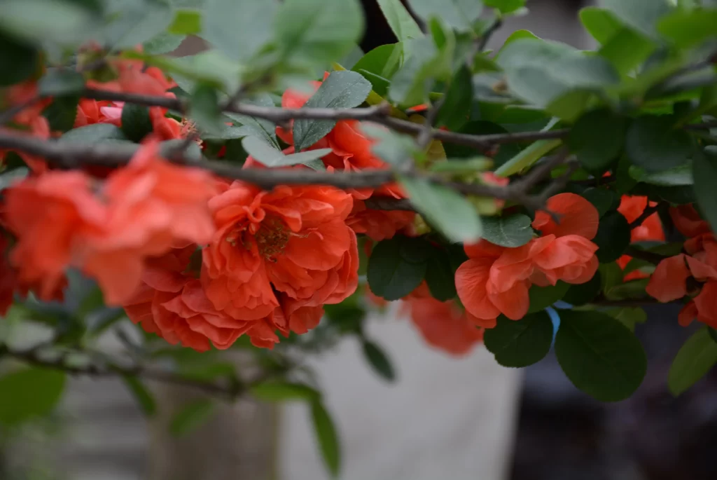 Red Rhododendron Bloom Petals Green Leaves