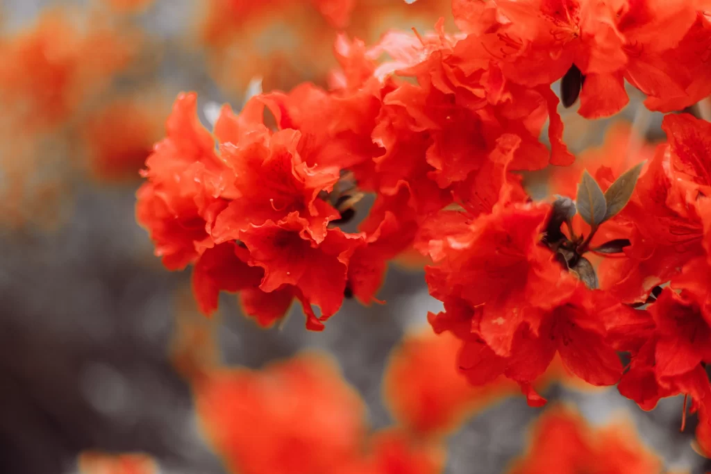 Red Rhododendron Blooming Petals Dense