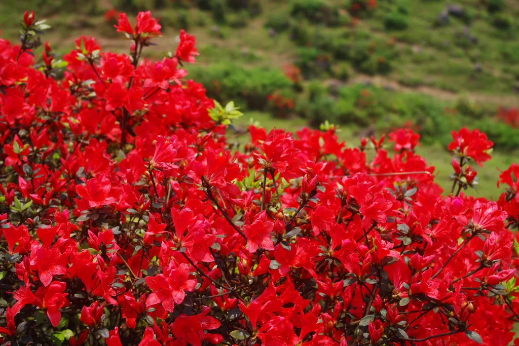 Red Rhododendron Blooming Petals Dense Bush