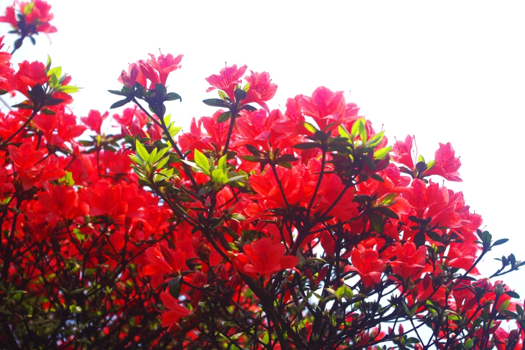 Red Rhododendron Blooming Petals Green Leaves