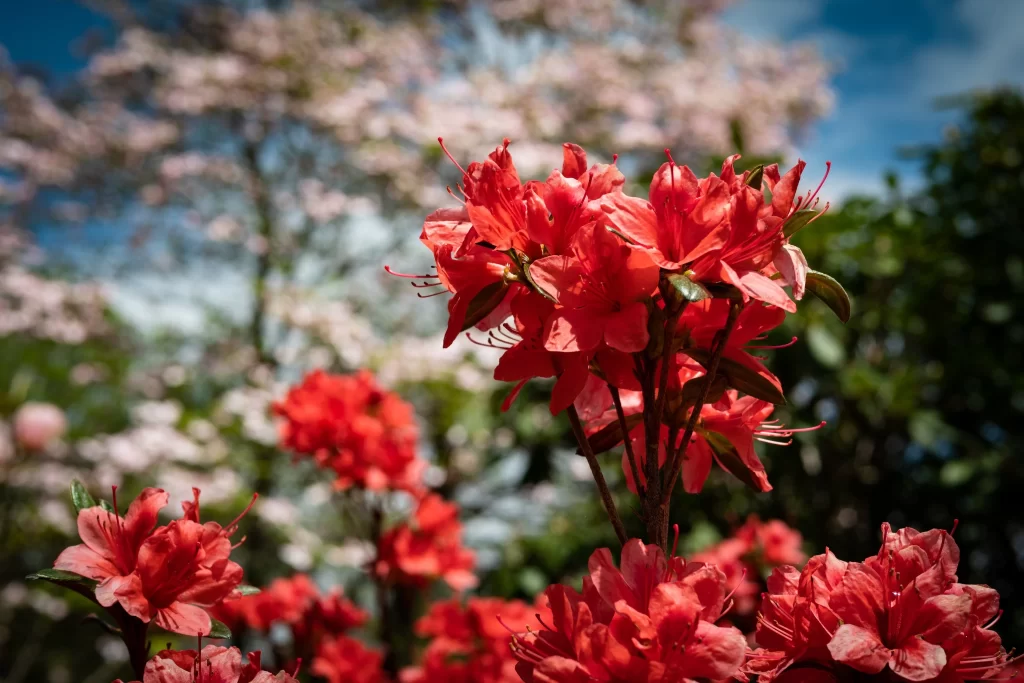 Red Rhododendron Blooming Petals Nature