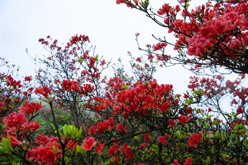 Red Rhododendron Blooming Petals Branches