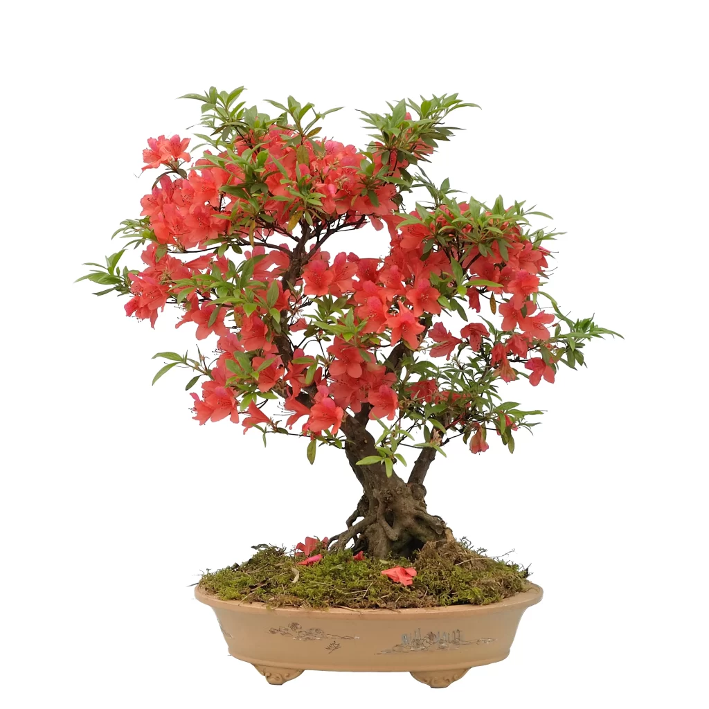 Red Rhododendron Blooming Petals Green Leaves Bonsai