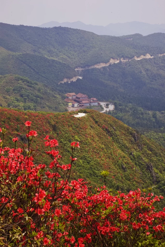 Red Rhododendron Blooming Petals gray Hillside