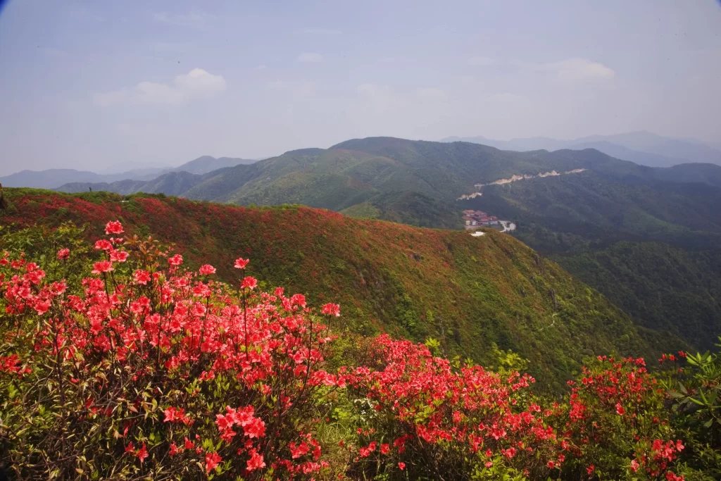 Red Rhododendron Blooming Petals Mountain