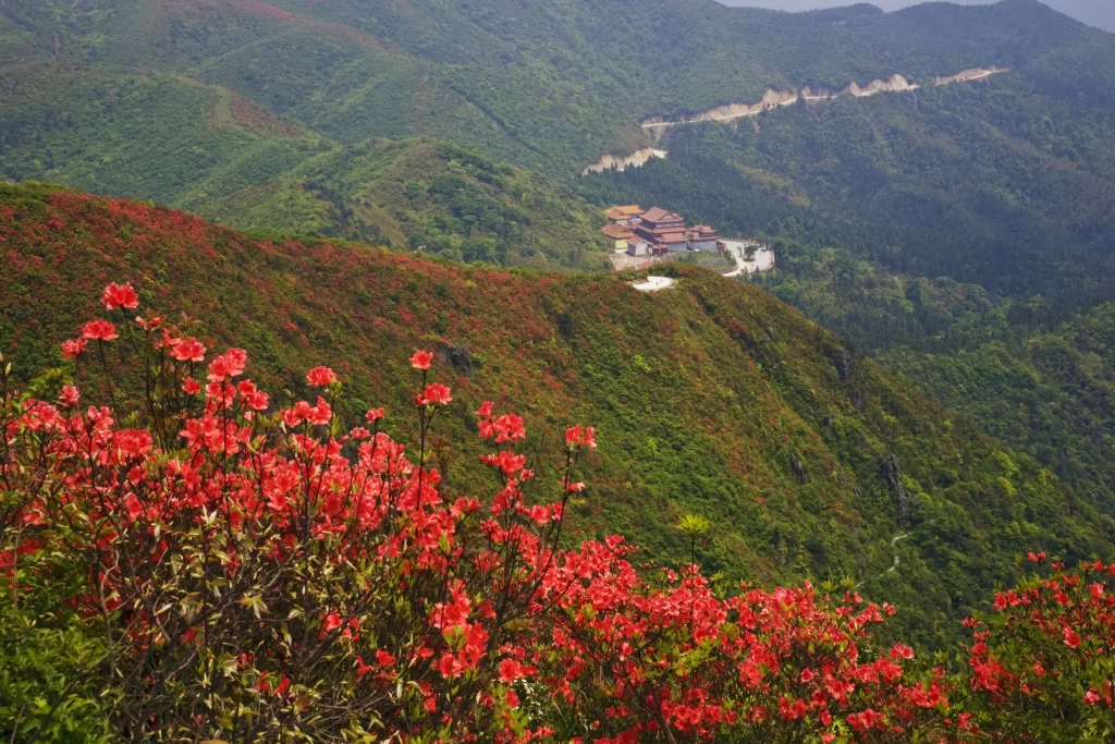 Red Rhododendron Blooming Petals gray Hillside