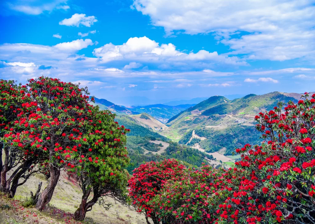 Red Rhododendron Blooming Petals gray Hillside