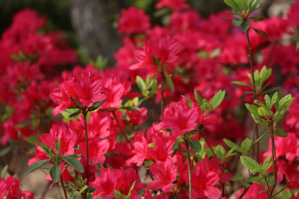 Red Rhododendron Blooms Petals Green Leaves