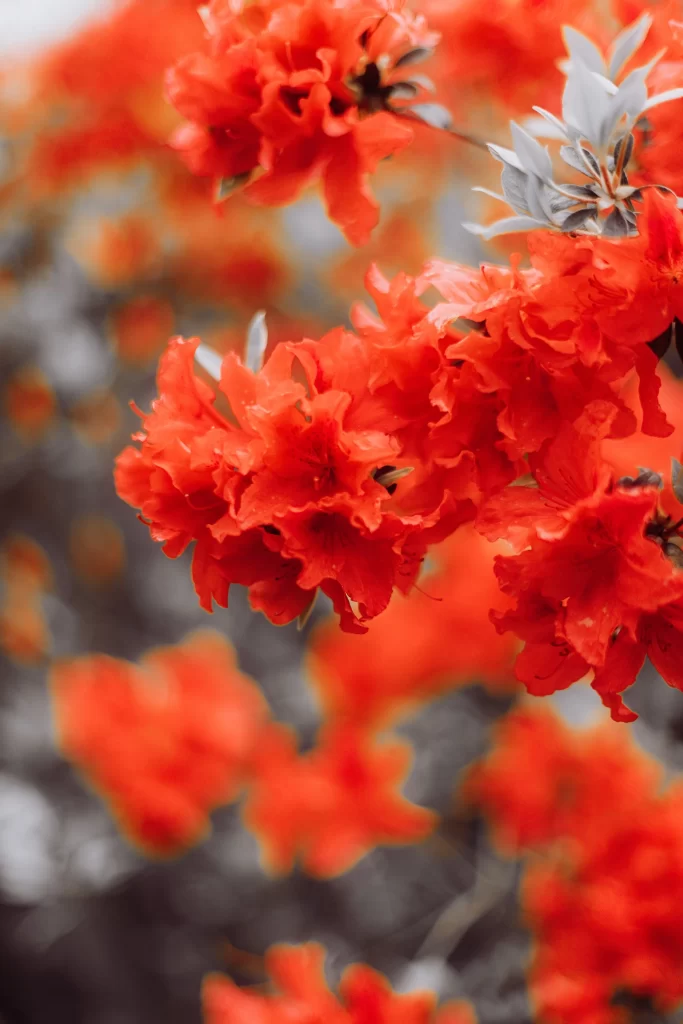 Red Rhododendron Blooms Petals Vibrant Colorful