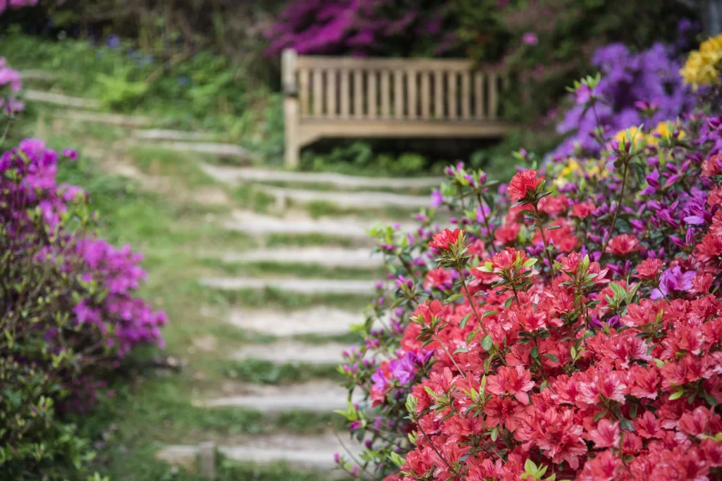 Red Rhododendron Blooms Purple Petals Garden