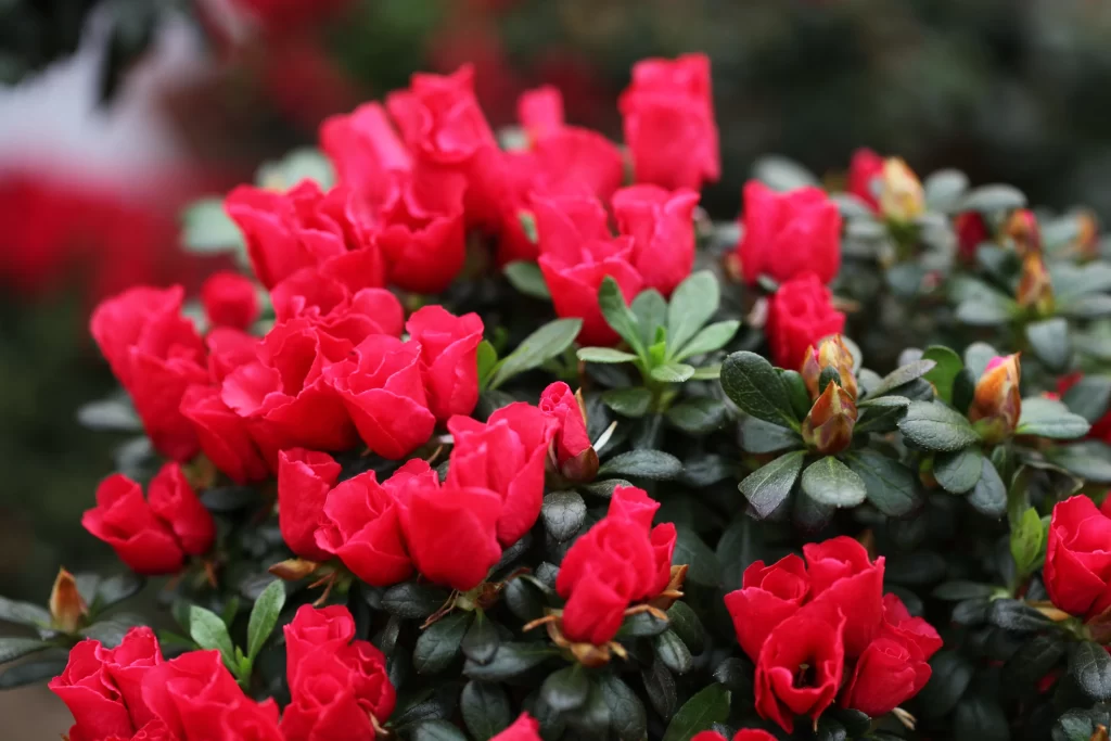 Red Rhododendron Blooms Petals Dense Green Leaves