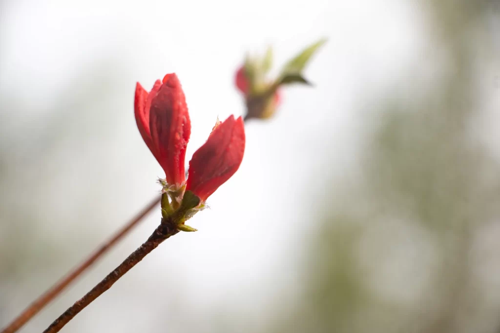Red Rhododendron Bud Petals Dewdrops