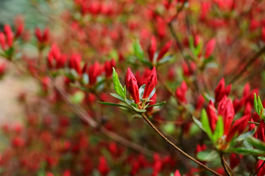 Red Rhododendron Bud Petals Green Leaves