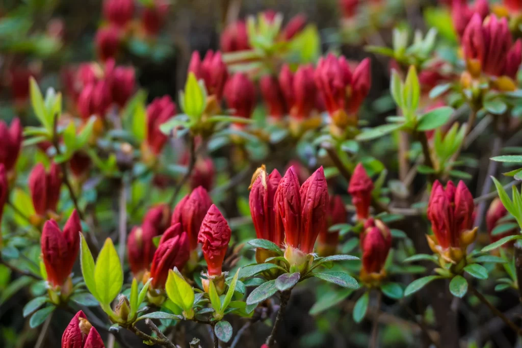 Red Rhododendron Buds Leaves gray Green