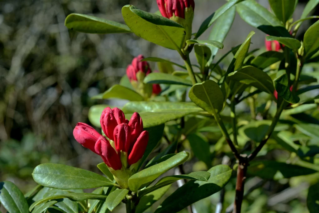 Red Rhododendron Buds Leaves warm Green