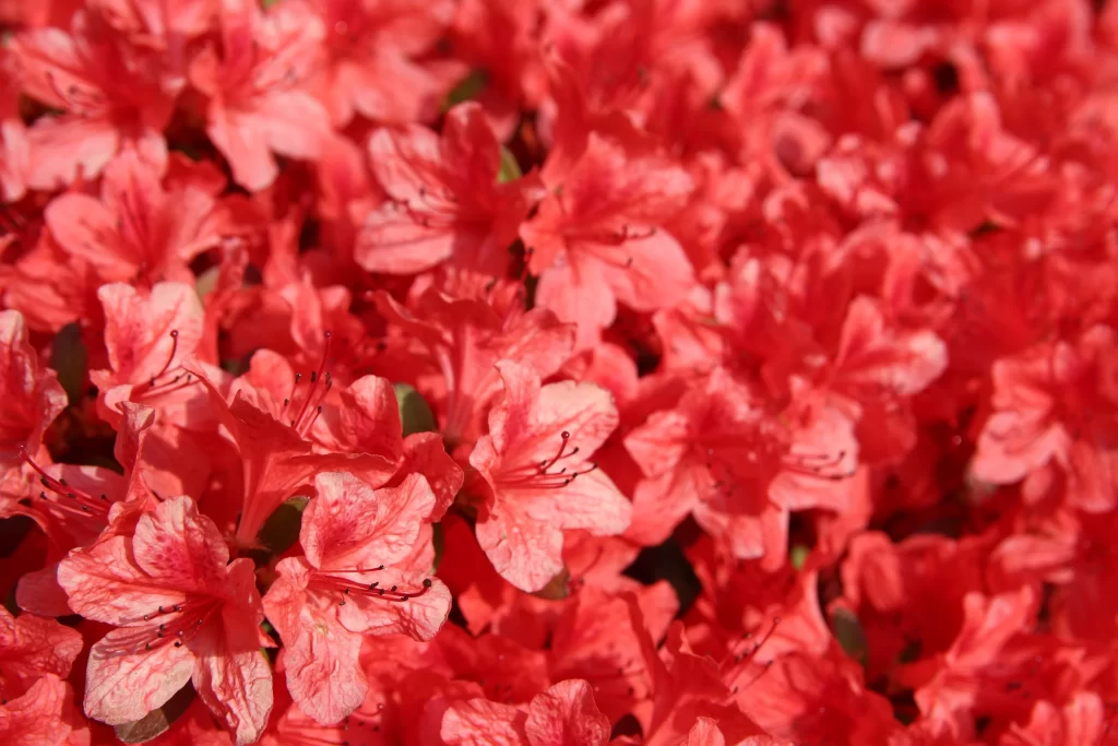 Red Rhododendron Dense Petals Sunlit