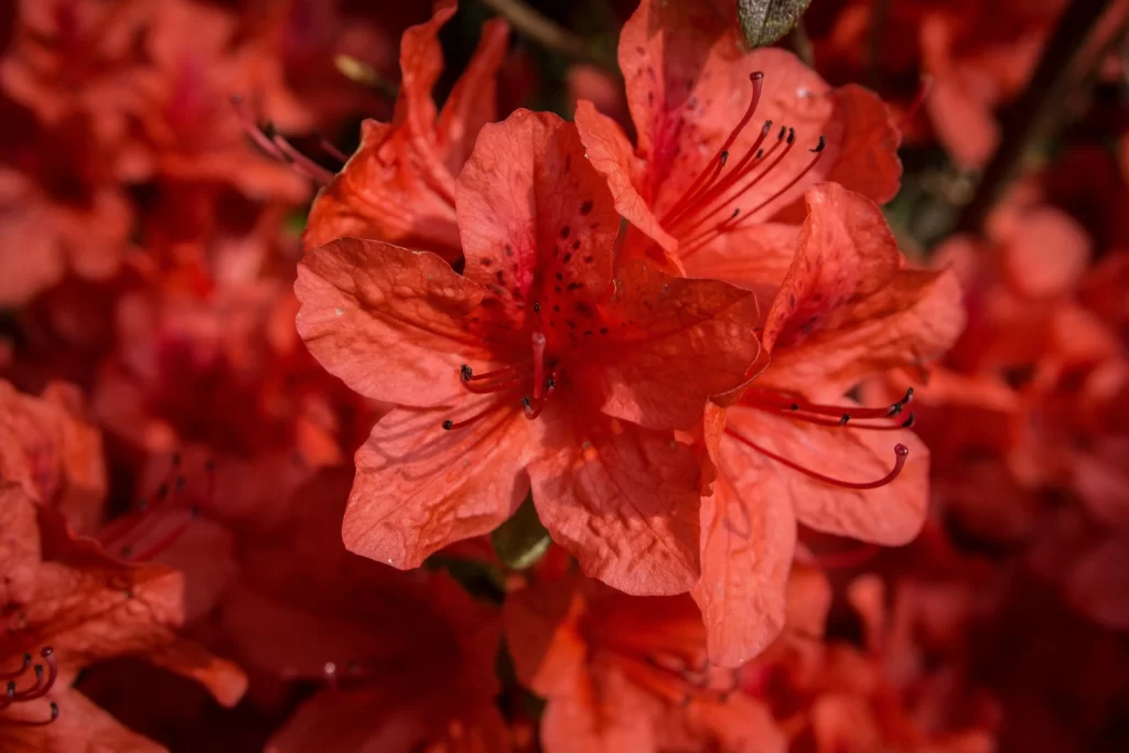 Red Rhododendron Petals Blooming Vibrant
